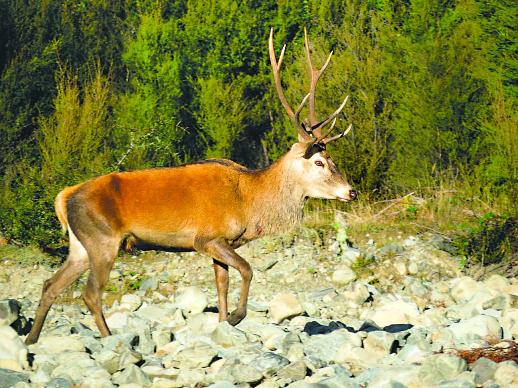 hunting-with-the-camera-tips-for-wildlife-photography-in-nz-fishing