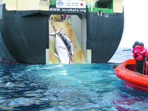 Japan begins commercial whaling