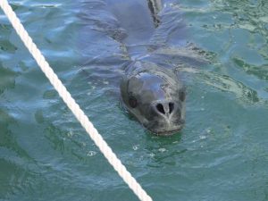 Leopard seal spotted in Auckland