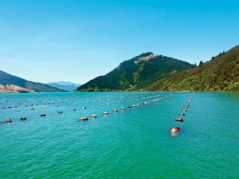 NZ's 3b aquaculture plan
