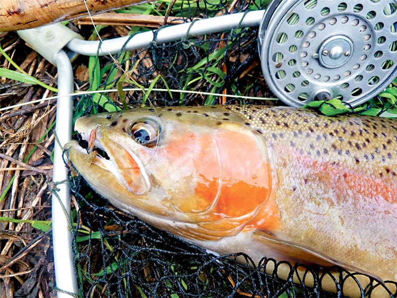 NZ trout fishing season