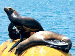 Changes to sea lion protections in Auckland Islands