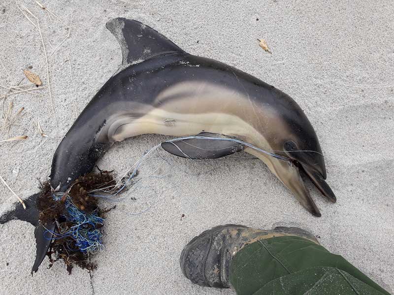 Dead-dolphin-calf-Tawharanui-beach