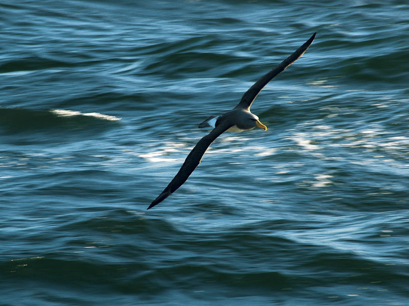 Chatham Island albatross