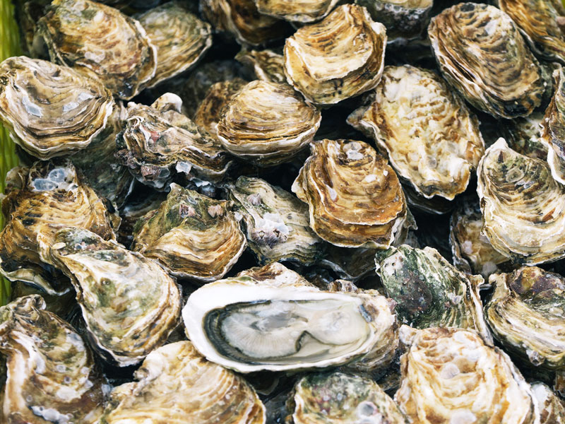 COVID-19: oyster harvest suspended in NZ