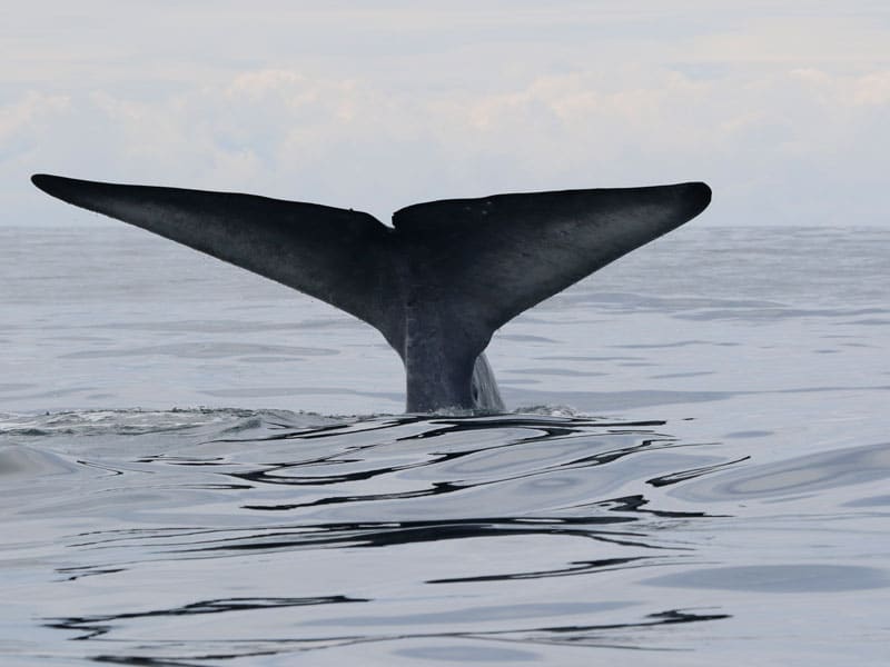 Blue whale off South Taranaki