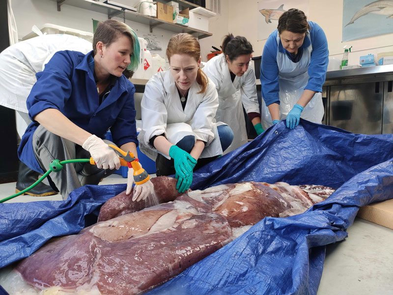 Scientists-dissect-rare-large-squid-caught-off-White-Island-