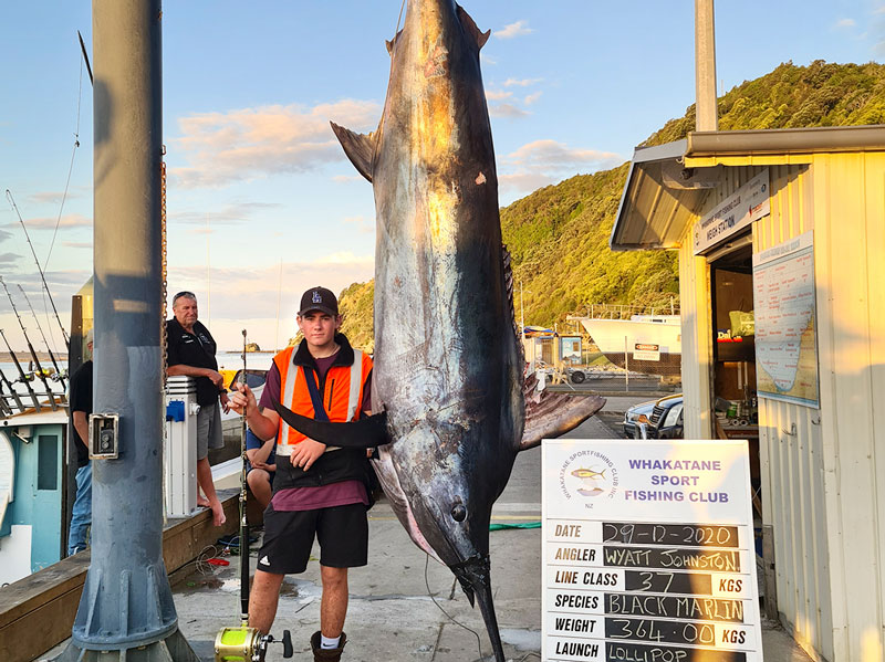 360kg black marlin