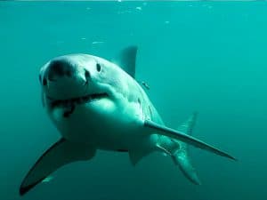 Shark numbers decline