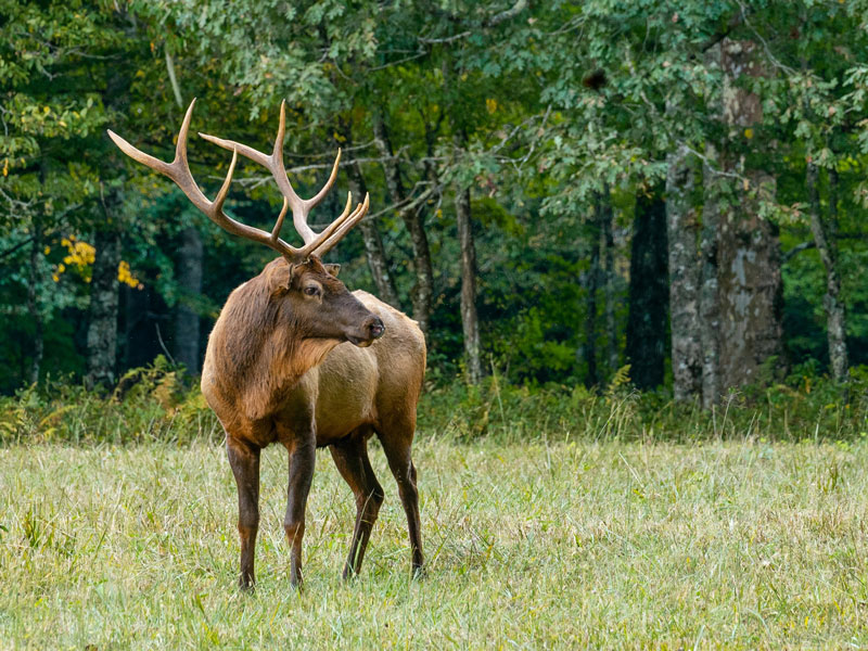 GAC launches new online resource for hunters
