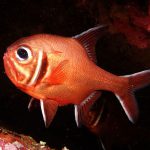 New data shows orange roughy in trouble