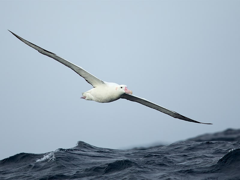 Seabird protection measures