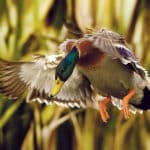 Stunning image of mallard featured on Game Bird Habitat collector’s stamp